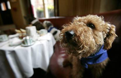 U luksuznom hotelu psi sjedili i pili čaj za stolom