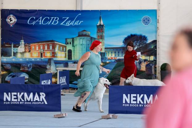 Zaton: Međunarodna izložba pasa pod nazivom CACIB Zadar 2025