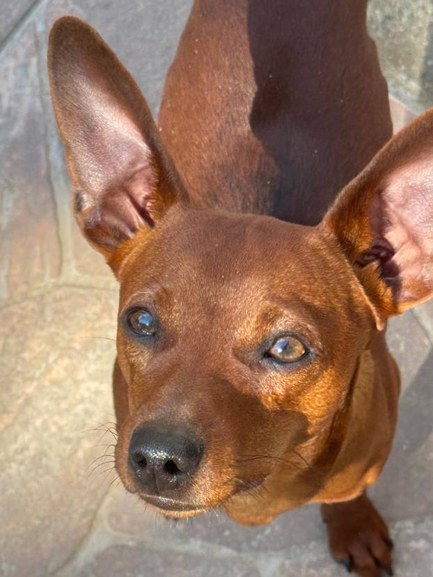 SUPER FOTKE vaših ljubimaca! Neki bi mogli biti viralni hit, ali svi su jednostavno neodoljivi