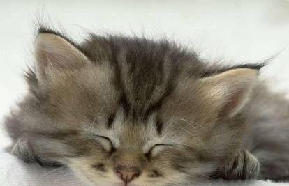 Mačke najviše vole spavati na povišenom mjestu