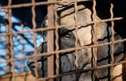 Južna Koreja zabranjuje prodaju psećeg mesa, uzgajivači očajni