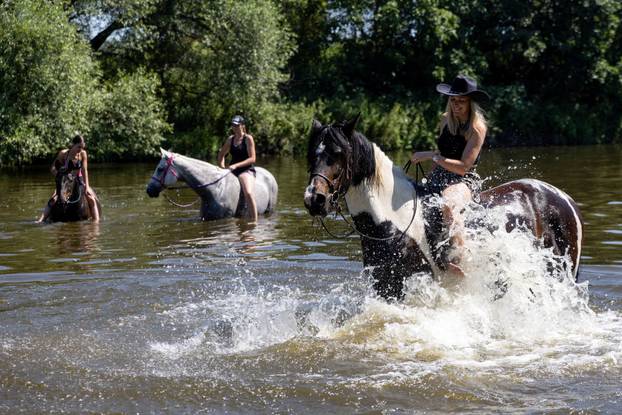 Horses in the Berounka River during heatwave in Prague