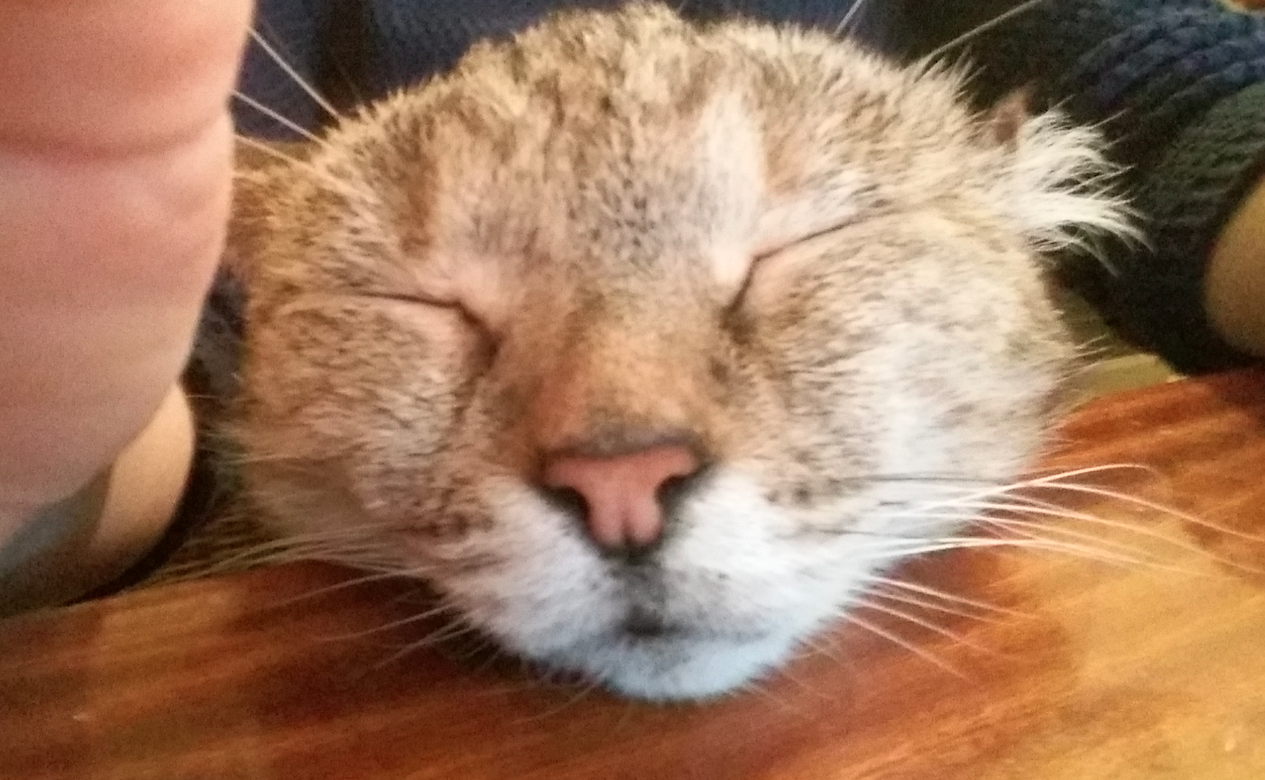 Maca bez jednog uha: Konačno je pronašla ljubav i topao dom