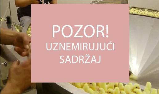 Nehumano: Video koji mesna industrija ne želi da vidite!