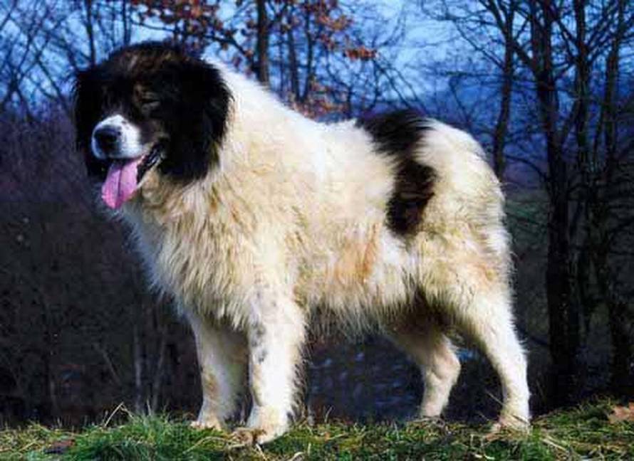 greatdogsite