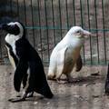 U divljini nema šanse: Jedini je albino pingvin u zatočeništvu