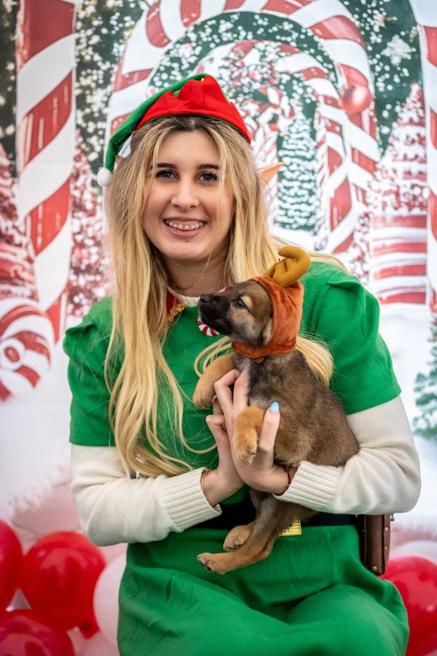 I psići vole advent: Preslatke fotke štenaca koji traže dom