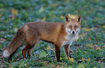 Vilama ubio lisicu koja mu napala pse u dvorištu kuće