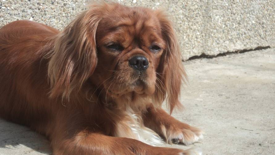 24ljubimci/Fotografije čitatelja