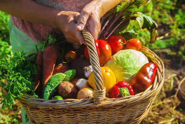 grandmother in the garden gather the harvest. Selective focus.