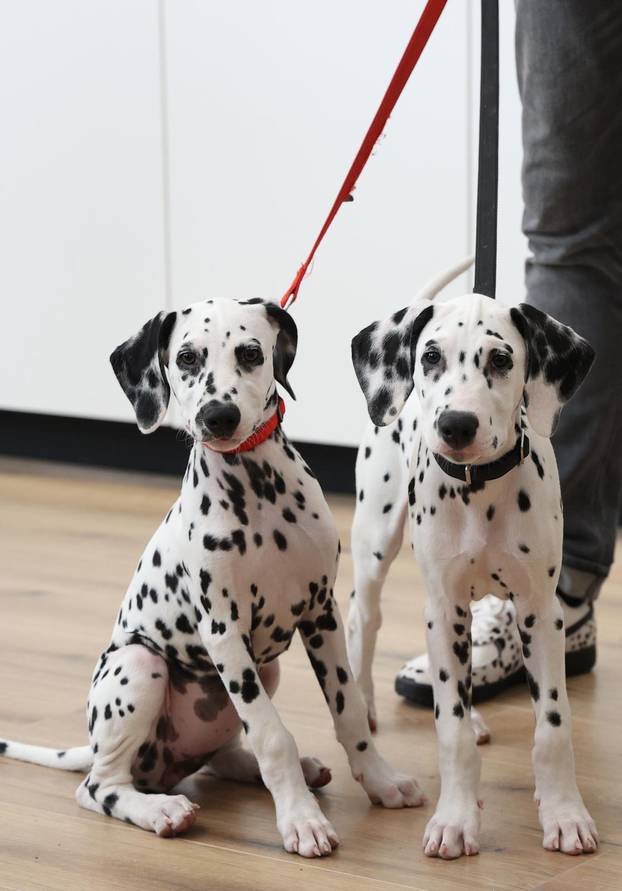 Šibenik:Otvoren muzej dalmatinskom psu,dalmatincu 