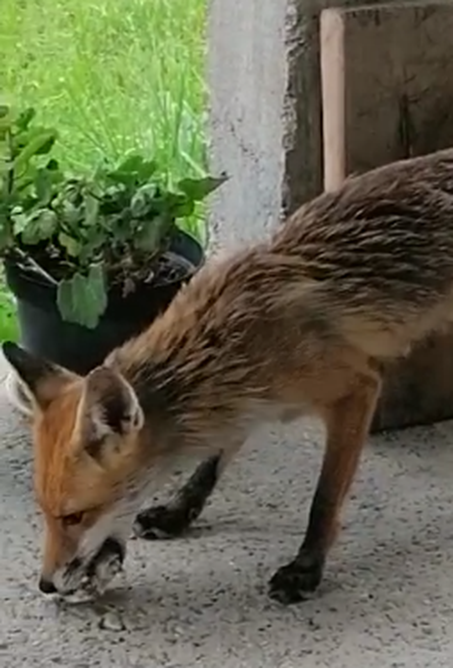 VIDEO Lisica u Zagrebu navukla se na stari kruh: 'Stalno dolazi'