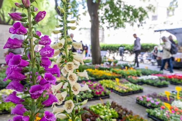 Pula: 17. sajam cvijeća Florija na Giardinima