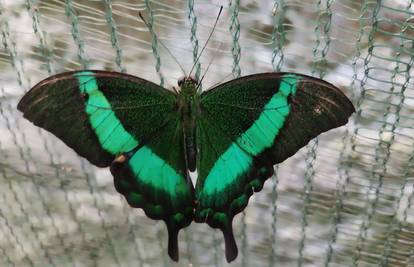 Pulski Aquarium: ’Imamo više od 20 tropskih ljepotana’