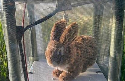 Robotski zečevi tamane pitone po Floridi: Ispuštaju miris zeca i topli su, a cijena im je 3500 €