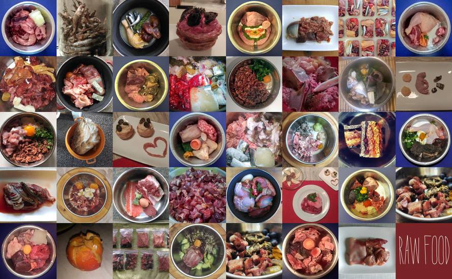 'Sa sirovom hranom mojem mačku nestali su svi problemi'