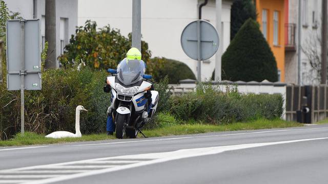 Labud usporio promet na cesti između Čakovca i Šenkovca