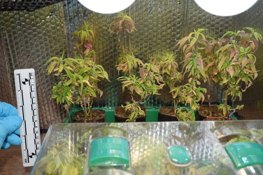 U Velikoj Gorici pretresli stan dilera: Pronašli tri laboratorija za uzgoj, stabljike visoke 170 cm