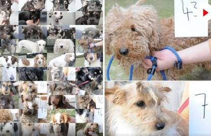 FOTO Vlasnici, javite se: Policija u Engleskoj u mega akciji našla ukradene pse, objavili galeriju