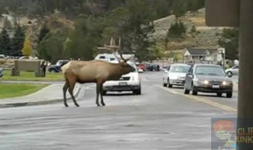 U Yellowstone parku ovaj sjeverni jelen sve uništava 