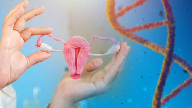 Genetics, reproduction. IVF. Female reproductive system. Fertili
