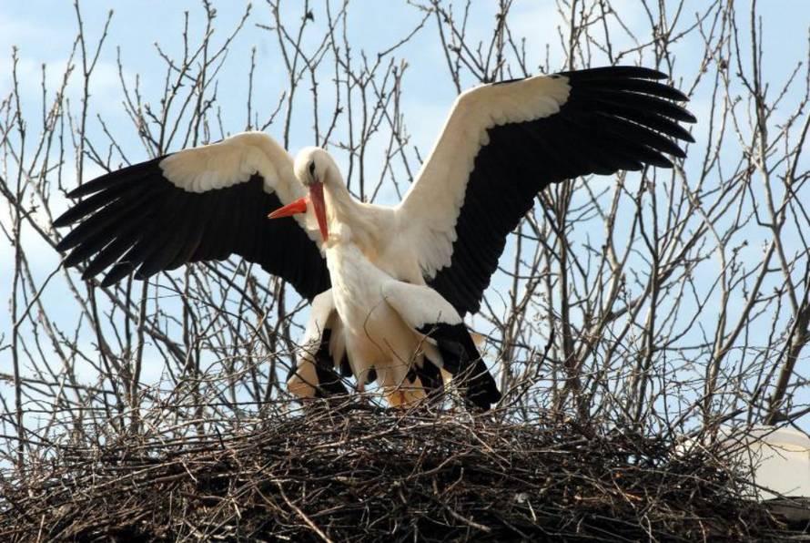 Ivica Galović/PIXSELL