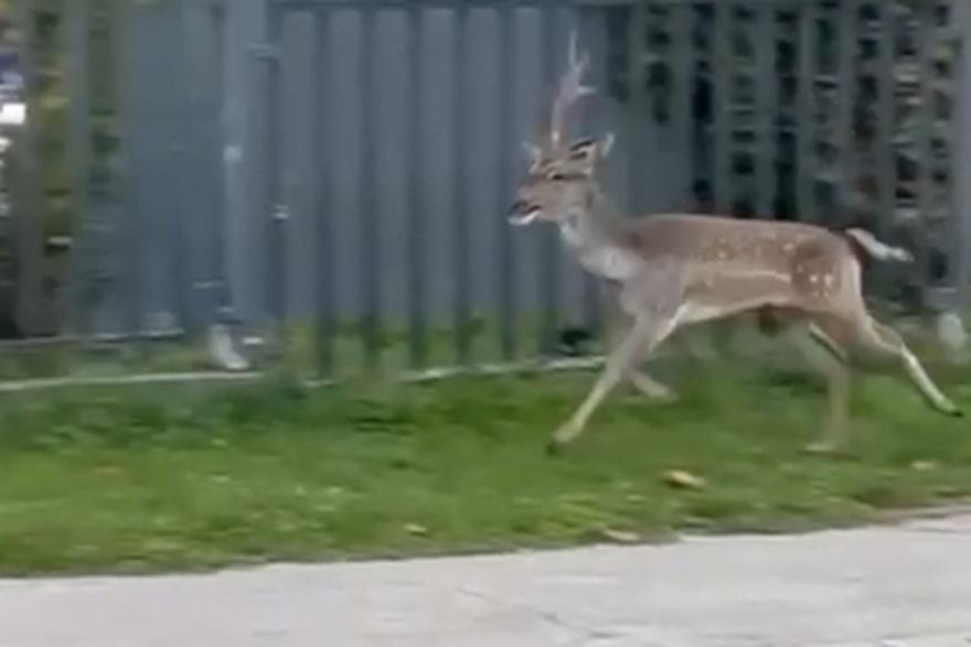 Jelen viđen kod Ribnjaka