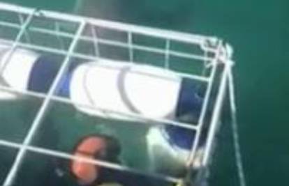 Morski pas mladoženju umalo pojeo na bračnom putovanju
