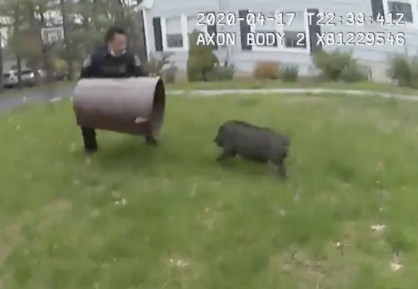 Namučila ih svinja: Policajci 45 minuta hvatali odbjeglo prase