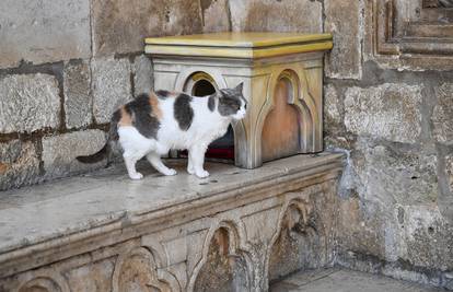 Najpoznatija dubrovačka mačka Anastazija je uginula: 'Svi su pisali samo o tebi i tvojoj kućici'