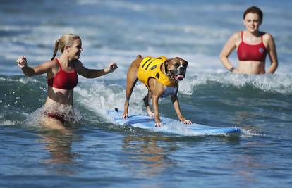 Psi zajahali valove: Imali su natjecanje u surfanju