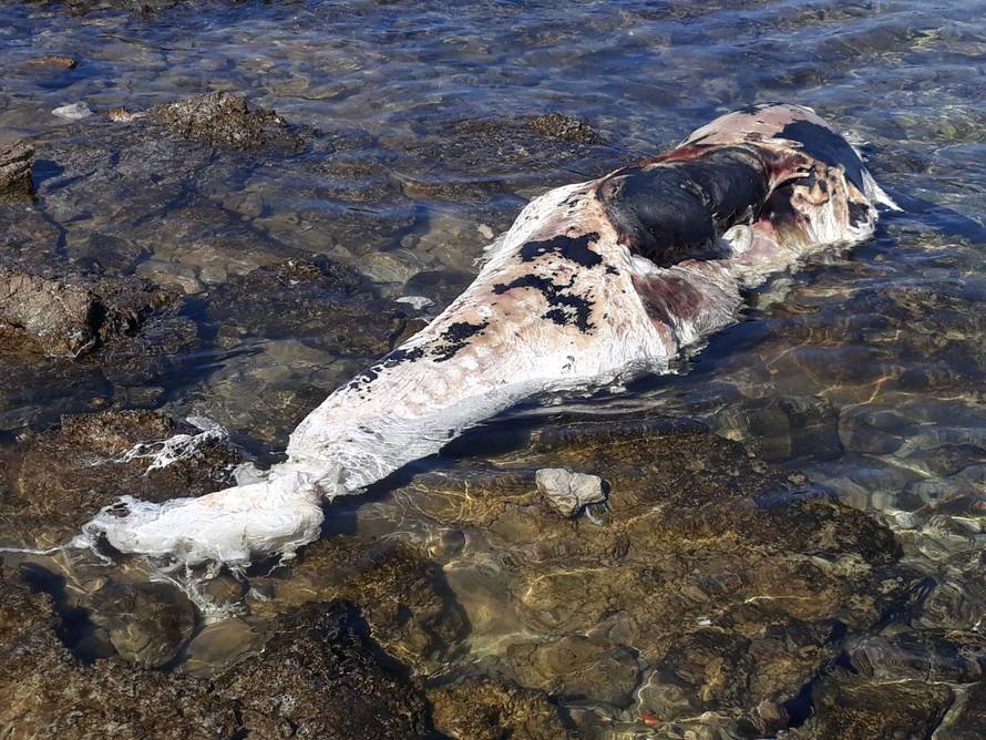 'Lešina dupina danima leži na plaži i raspada se. Jako smrdi'