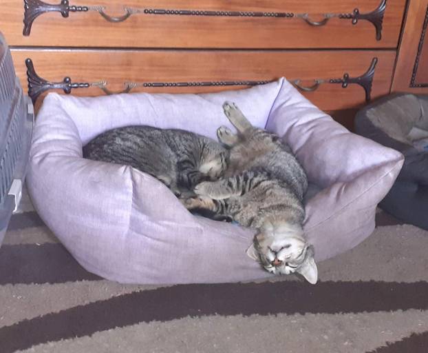 SUPER FOTKE vaših ljubimaca! Neki bi mogli biti viralni hit, ali svi su jednostavno neodoljivi