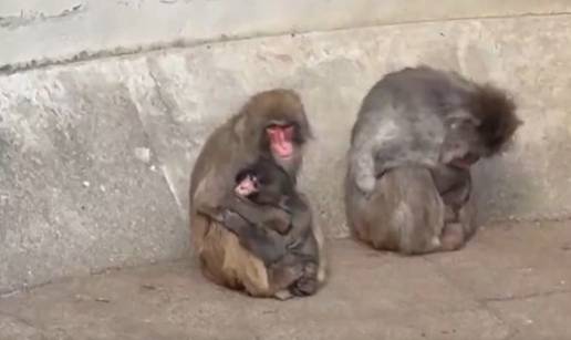 Svijet odahnuo: Malog Puncha kon&ccaron;ano zagrlio drugi majmun