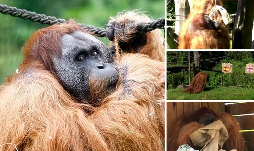 VIDEO Orangutan Walter bira pobjednika Eura: 'Odabrao je Španjolsku. Engleska će pasti...'