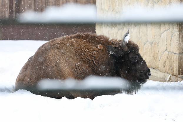 Zagreb: Snježno prijepodne u zoološkom vrtu
