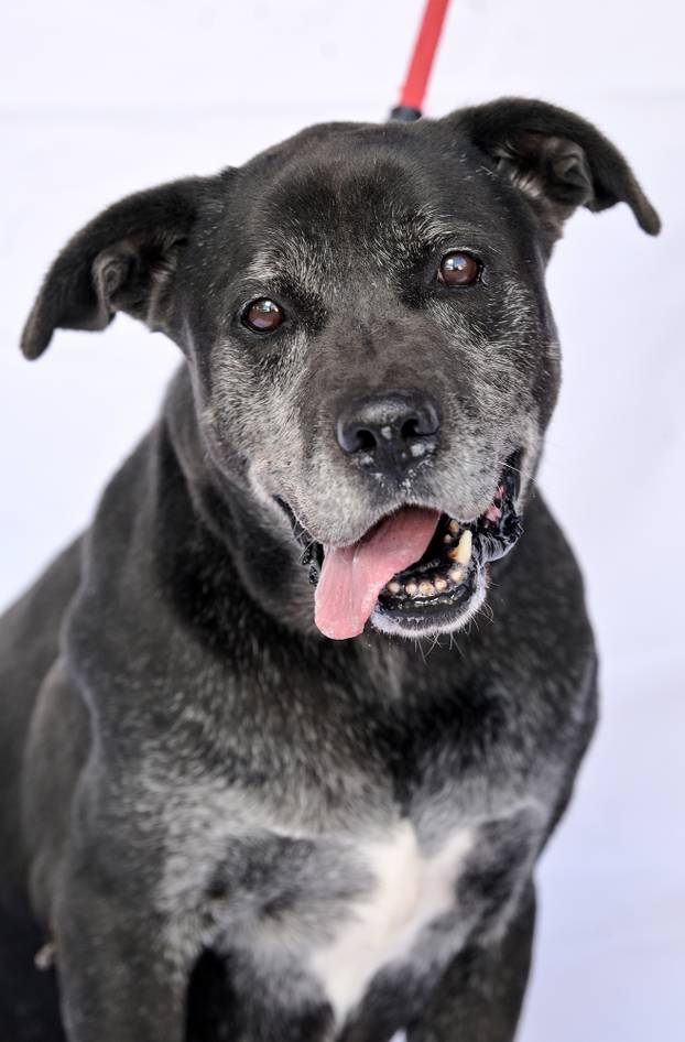 Psi iz Skloništa za nezbrinute životinje Grada Zagreba-Dumovec