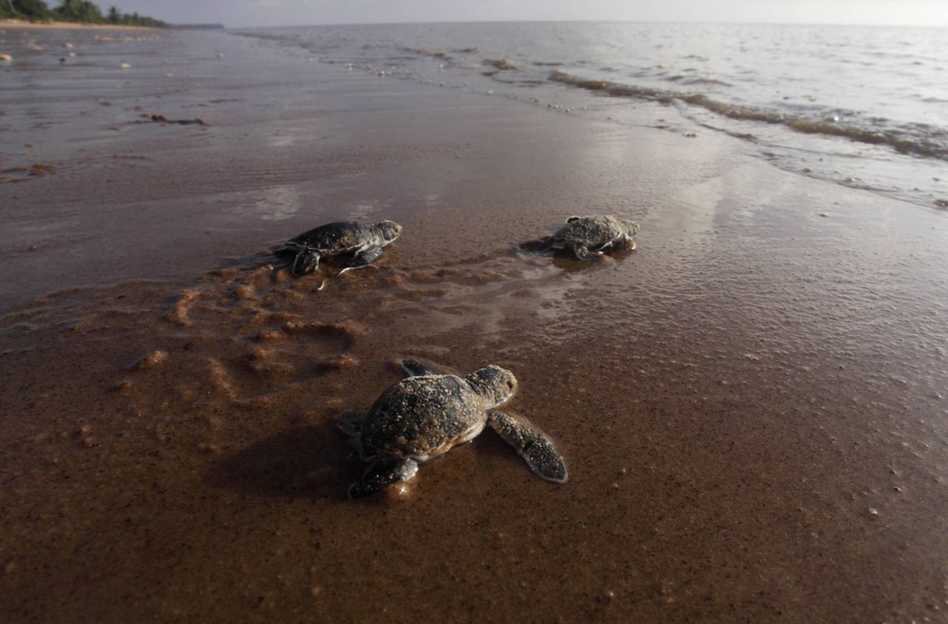 Ползут 3 черепахи. Заповедник галиби Суринам. Морская черепаха откладывает яйца. Черепашки бегут к морю. Черепашки вылупляются и бегут к морю.
