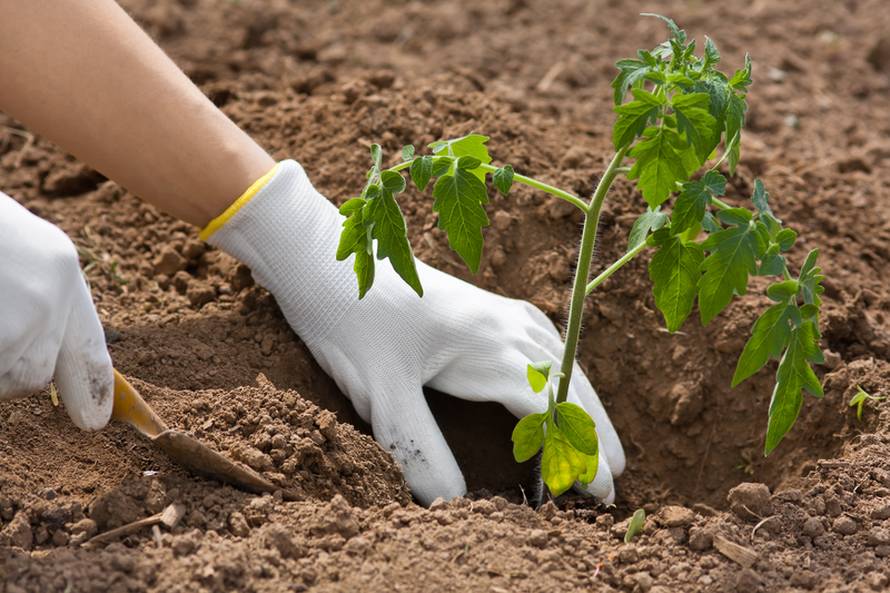 hands planting seedling of tomato in the vegetable garden