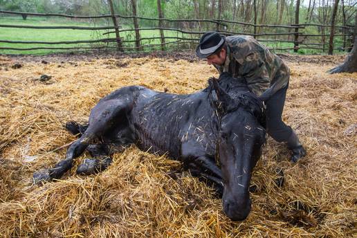 'Neutješni smo, uginulo nam je osam kobila i dva ždrebeta...'