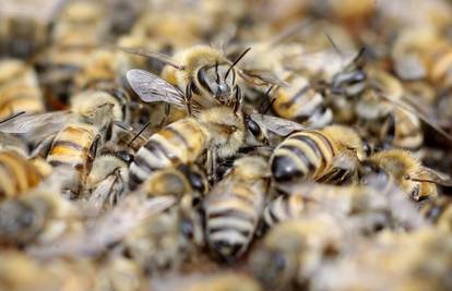Pčele matice duže žive zbog matične mliječi, dobra i za ljude