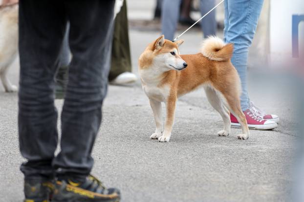 Izložba pasa svih pasmina ispred shopping centra Westgate City u Zaprešiću