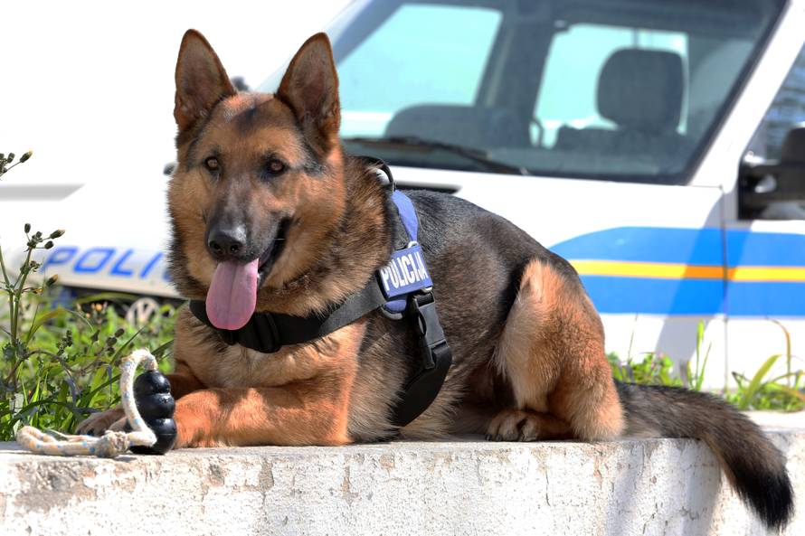 10 godina staža: Pas Pik ide u mirovinu, mijenja ga Blondie