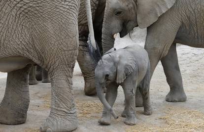 Safari park u Meksiku uživo je prenosio rođenje slonića Zooma