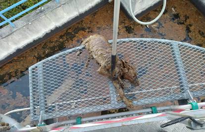 Vatrogasci spasili lisicu koja je pala u bazen s otpadnim uljem: 'Nadamo se da će biti dobro'