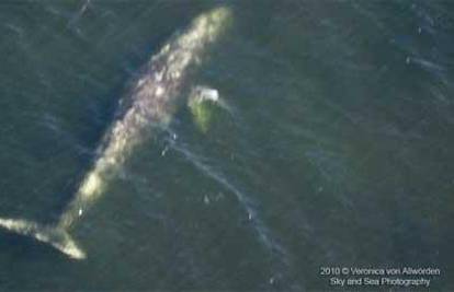 Rijetkost: Snimili su orke koje su napale sivog kita
