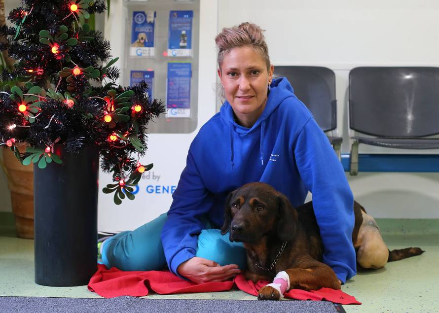 Oporavlja se od ozljeda: Medo će za Božić trčkarati oko bora