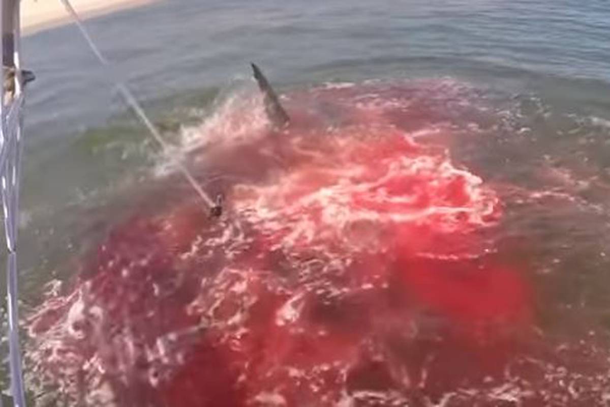 'Ovo je previše blizu obale!': Morski pas raskomadao tuljana