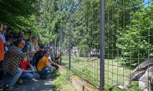 Smogovci dali ime divovskom mravojedu: Zvat će se Nosonja