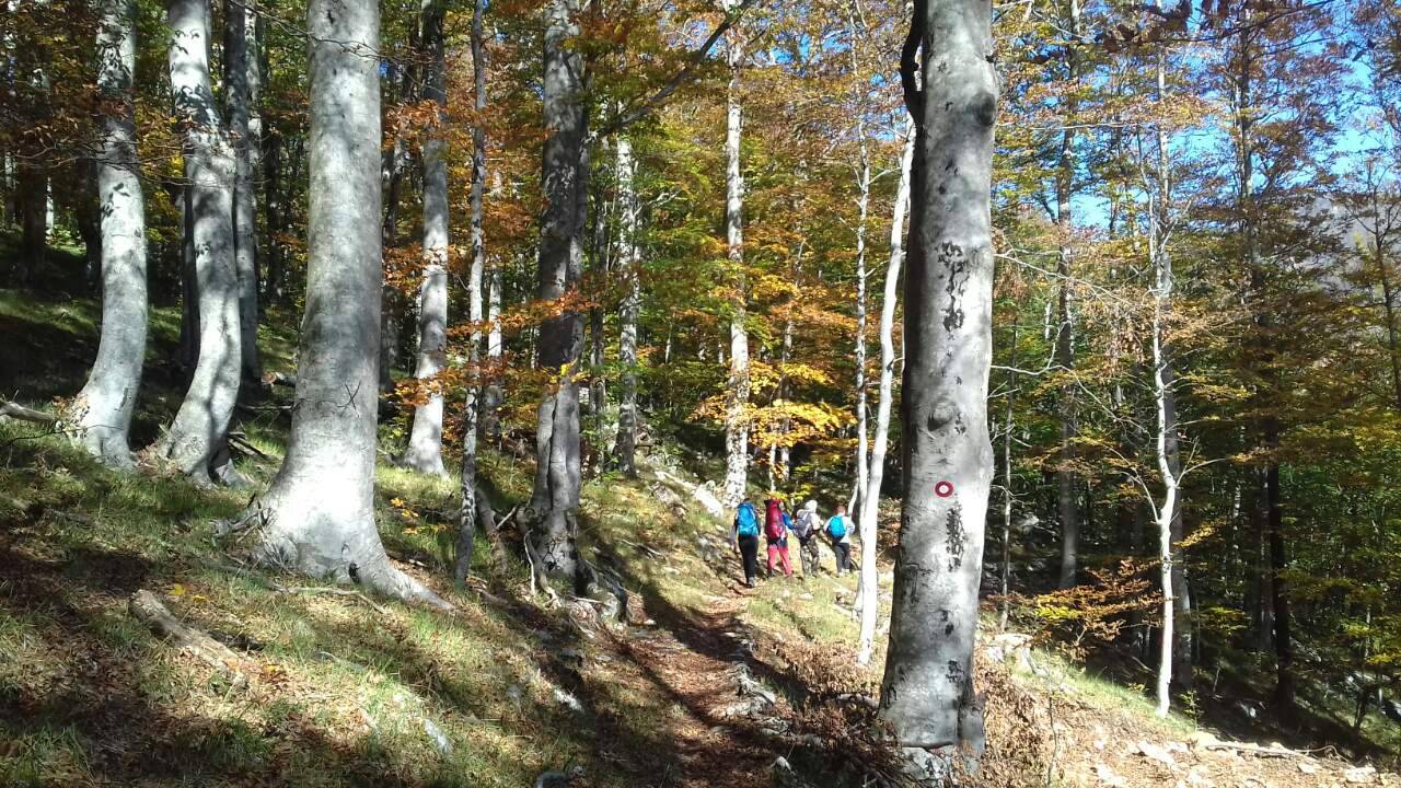 A da ostanem tu i umrem? Leš neka ostave u šumi, da ne tegle